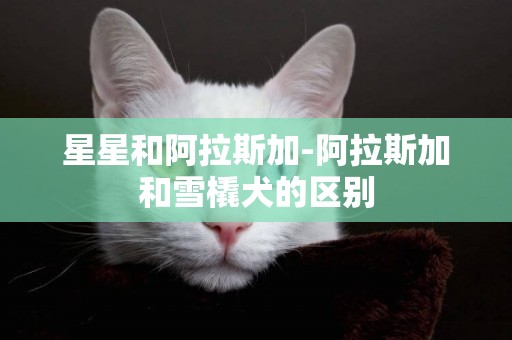 星星和阿拉斯加-阿拉斯加和雪橇犬的區別