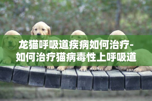 龍貓呼吸道疾病如何治療-如何治療貓病毒性上呼吸道感染