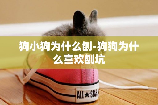 狗小狗為什么刨-狗狗為什么喜歡刨坑