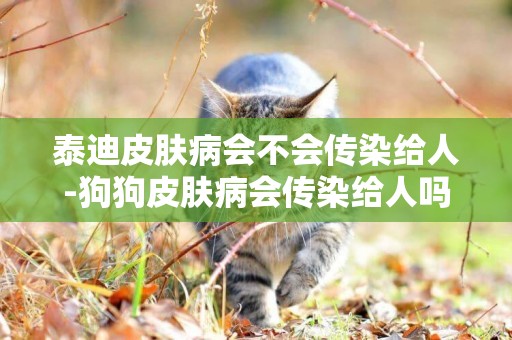 泰迪皮膚病會不會傳染給人-狗狗皮膚病會傳染給人嗎