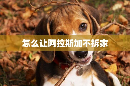 怎么讓阿拉斯加不拆家