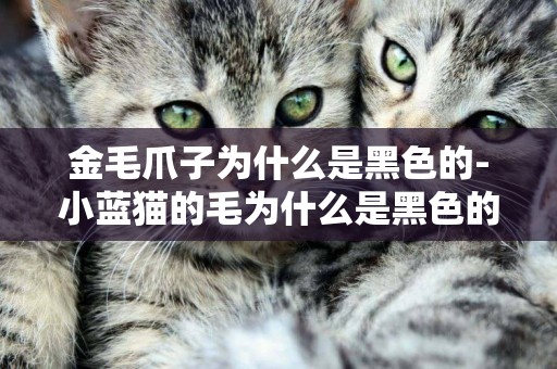 金毛爪子為什么是黑色的-小藍貓的毛為什么是黑色的