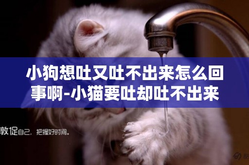 小狗想吐又吐不出來怎么回事啊-小貓要吐卻吐不出來是怎么回事