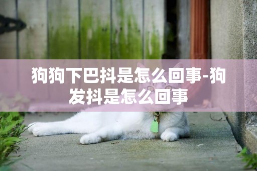 狗狗下巴抖是怎么回事-狗發抖是怎么回事