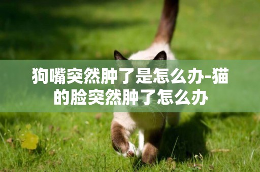 狗嘴突然腫了是怎么辦-貓的臉突然腫了怎么辦