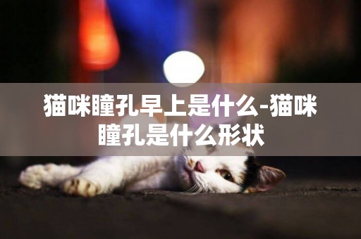 貓咪瞳孔早上是什么-貓咪瞳孔是什么形狀