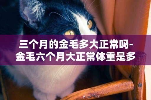 三個月的金毛多大正常嗎-金毛六個月大正常體重是多少