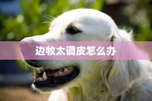 邊牧太調皮怎么辦
