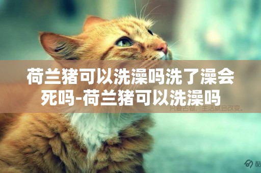 荷蘭豬可以洗澡嗎洗了澡會死嗎-荷蘭豬可以洗澡嗎
