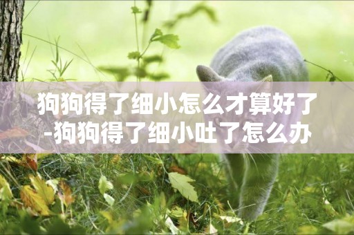 狗狗得了細小怎么才算好了-狗狗得了細小吐了怎么辦