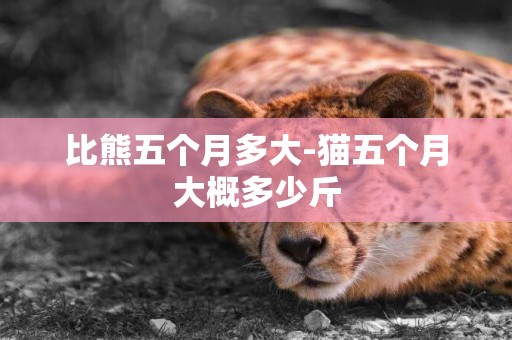 比熊五個月多大-貓五個月大概多少斤