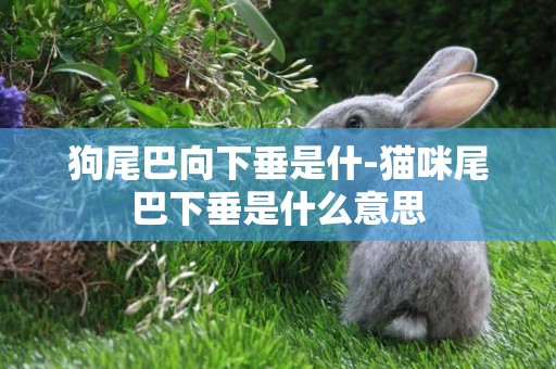 狗尾巴向下垂是什-貓咪尾巴下垂是什么意思