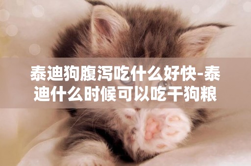泰迪狗腹瀉吃什么好快-泰迪什么時候可以吃干狗糧
