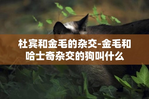 杜賓和金毛的雜交-金毛和哈士奇雜交的狗叫什么
