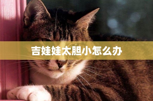 吉娃娃太膽小怎么辦