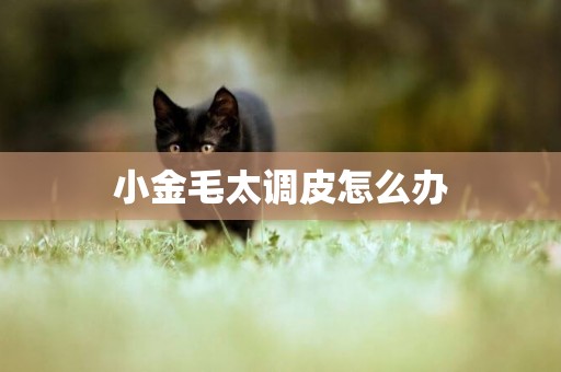 小金毛太調皮怎么辦