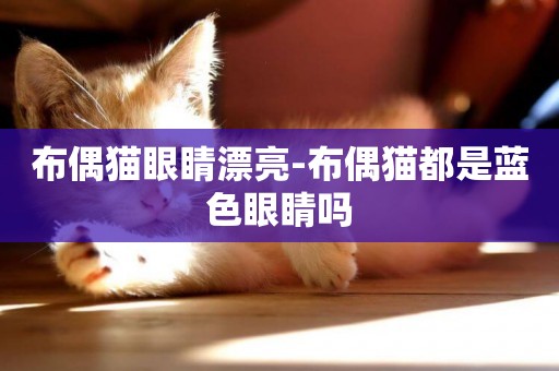 布偶貓眼睛漂亮-布偶貓都是藍色眼睛嗎