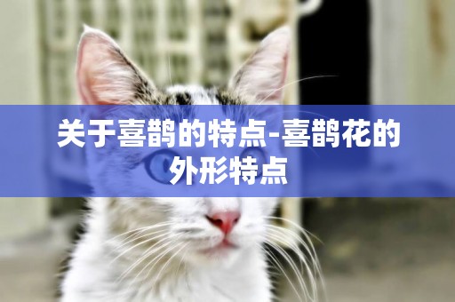 關于喜鵲的特點-喜鵲花的外形特點