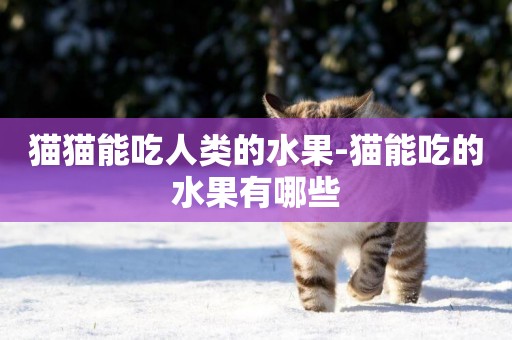 貓貓能吃人類的水果-貓能吃的水果有哪些