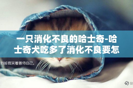 一只消化不良的哈士奇-哈士奇犬吃多了消化不良要怎么辦