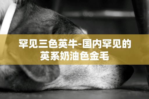 罕見三色英牛-國內罕見的英系奶油色金毛