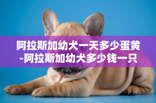 阿拉斯加幼犬一天多少蛋黃-阿拉斯加幼犬多少錢一只