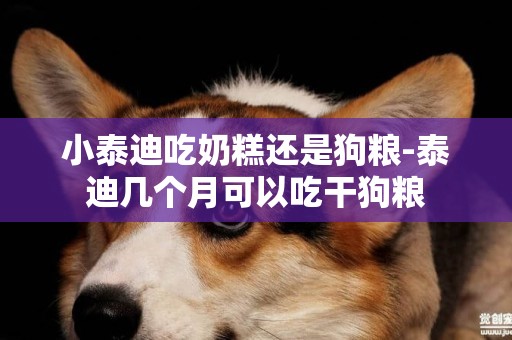 小泰迪吃奶糕還是狗糧-泰迪幾個月可以吃干狗糧