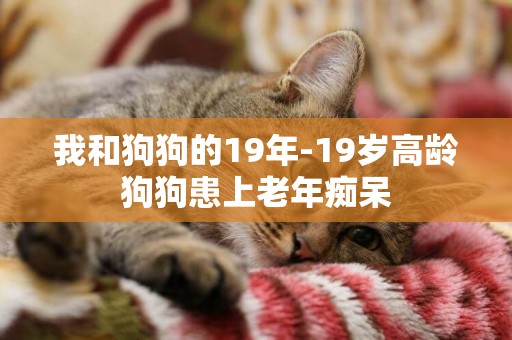 我和狗狗的19年-19歲高齡狗狗患上老年癡呆