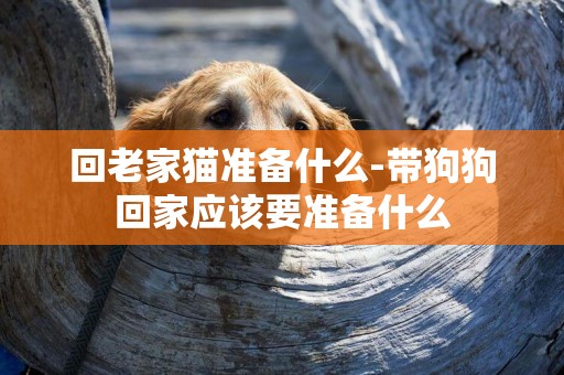 回老家貓準備什么-帶狗狗回家應該要準備什么