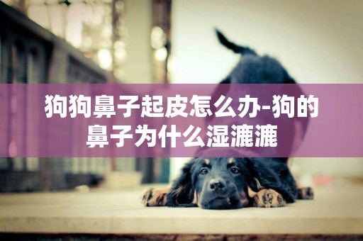 狗狗鼻子起皮怎么辦-狗的鼻子為什么濕漉漉