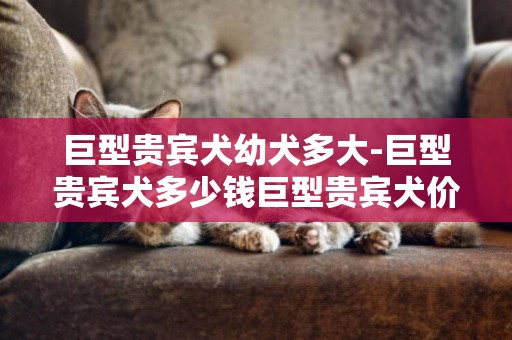 巨型貴賓犬幼犬多大-巨型貴賓犬多少錢巨型貴賓犬價格