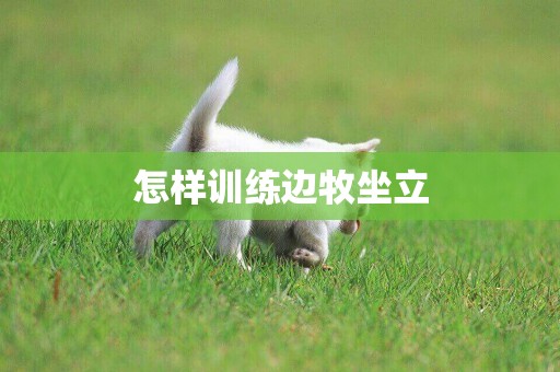 怎樣訓練邊牧坐立