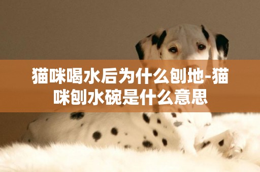 貓咪喝水后為什么刨地-貓咪刨水碗是什么意思