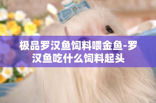 極品羅漢魚飼料喂金魚-羅漢魚吃什么飼料起頭