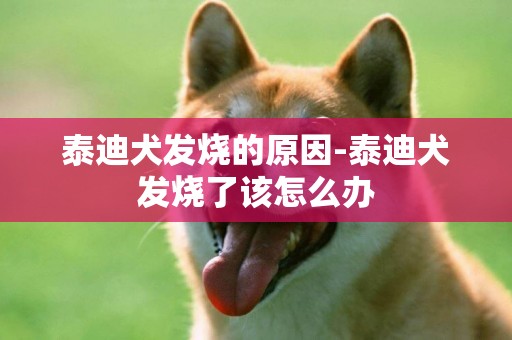 泰迪犬發燒的原因-泰迪犬發燒了該怎么辦