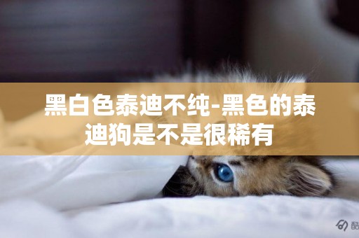 黑白色泰迪不純-黑色的泰迪狗是不是很稀有