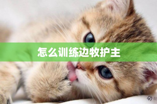 怎么訓練邊牧護主