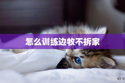 怎么訓練邊牧不拆家