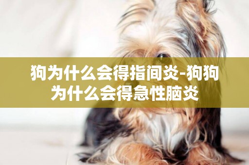 狗為什么會得指間炎-狗狗為什么會得急性腦炎
