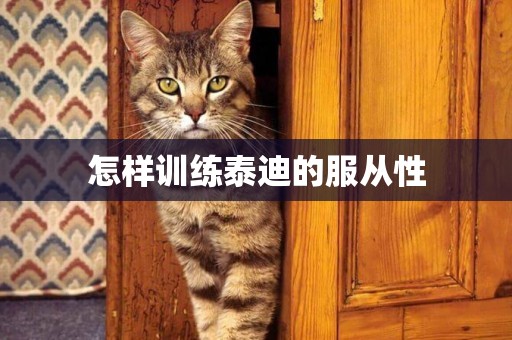 怎樣訓練泰迪的服從性