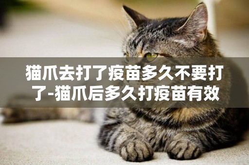 貓爪去打了疫苗多久不要打了-貓爪后多久打疫苗有效