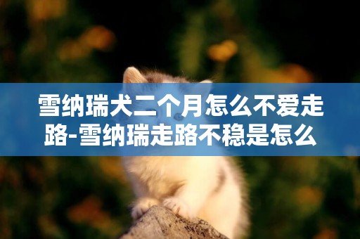 雪納瑞犬二個月怎么不愛走路-雪納瑞走路不穩是怎么回事