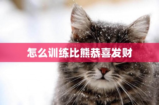 怎么訓練比熊恭喜發財