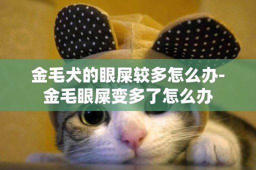 金毛犬的眼屎較多怎么辦-金毛眼屎變多了怎么辦