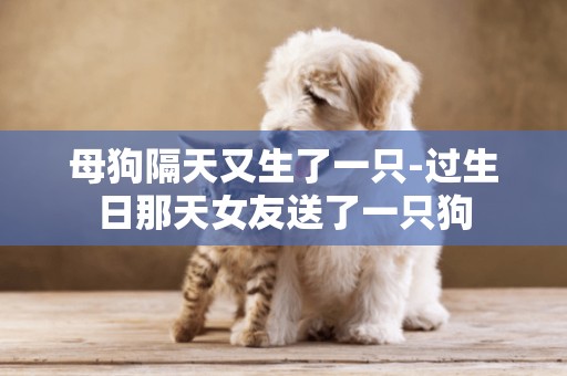 母狗隔天又生了一只-過生日那天女友送了一只狗