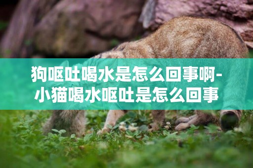 狗嘔吐喝水是怎么回事啊-小貓喝水嘔吐是怎么回事