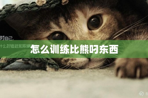 怎么訓練比熊叼東西