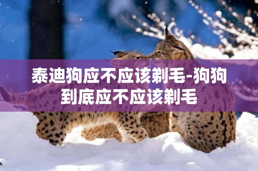 泰迪狗應不應該剃毛-狗狗到底應不應該剃毛