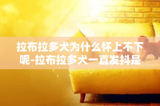 拉布拉多犬為什么懷上不下呢-拉布拉多犬一直發抖是為什么呢