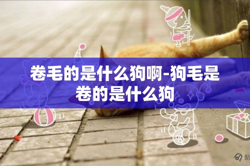 卷毛的是什么狗啊-狗毛是卷的是什么狗